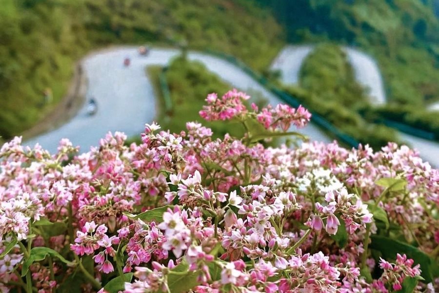 Buckwheat flowers in Ha Giang Stone Plateau carry various meaningful