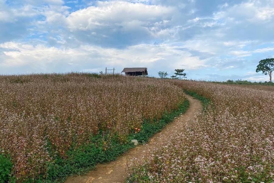 Buckwheat Flowers in Suoi Thau Ha Giang province