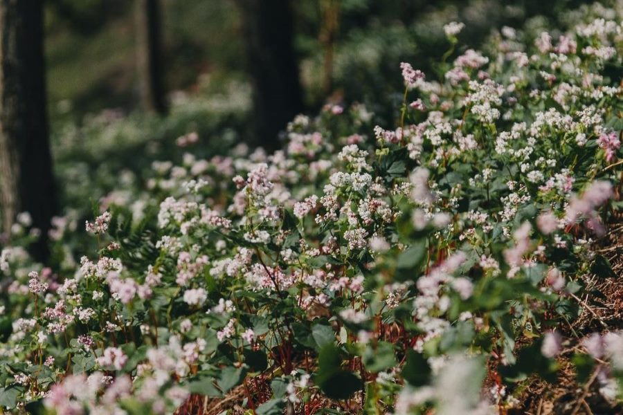 Buckwheat flowers is known the muse of Ha Giang