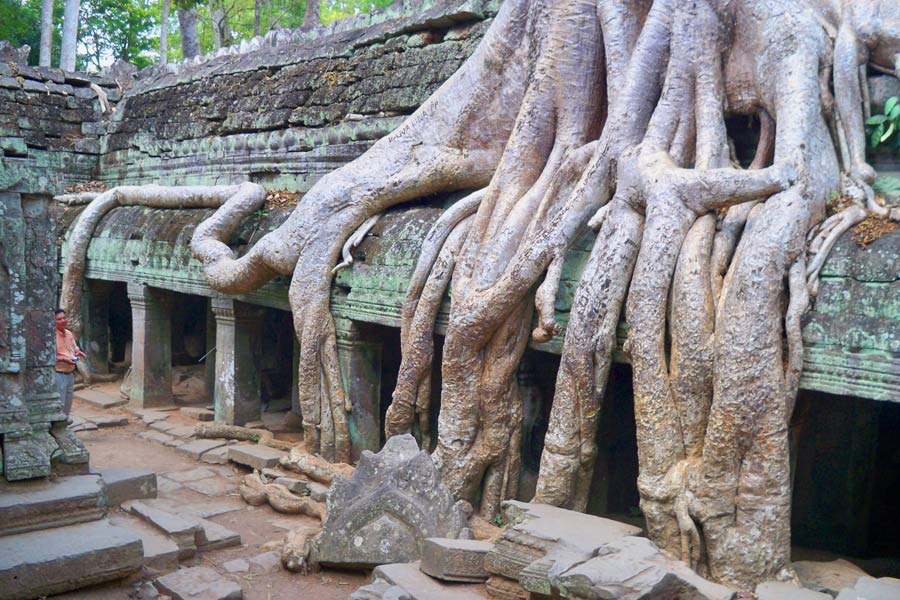 Ta Prohm is a ruined but attractive temple with giant tree roots