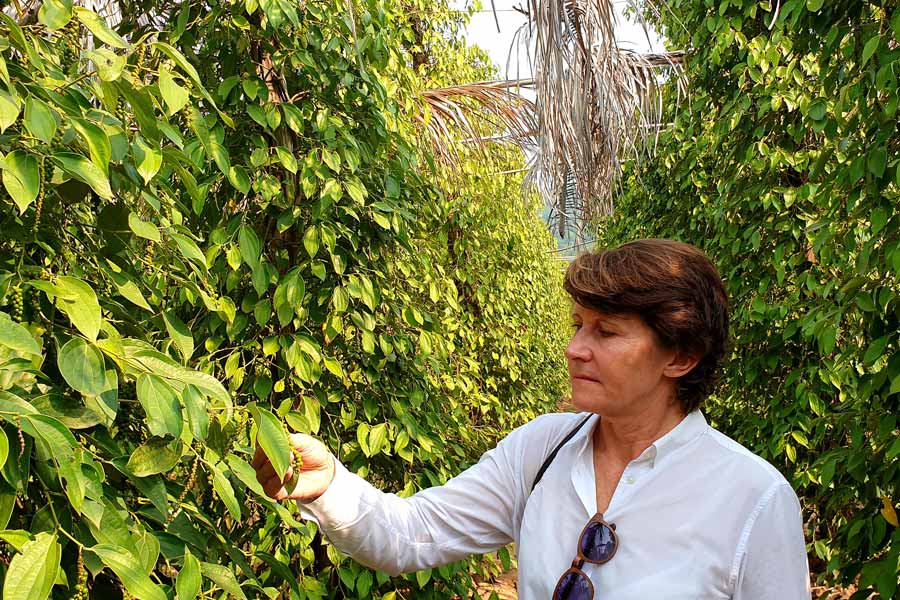 Kampot Pepper Plantations