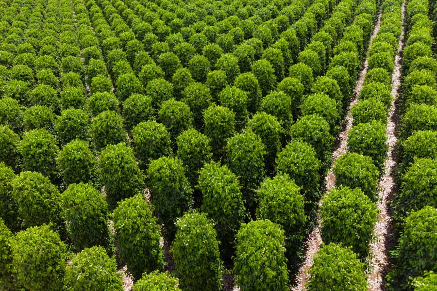 Explore Kampot Pepper Plantations