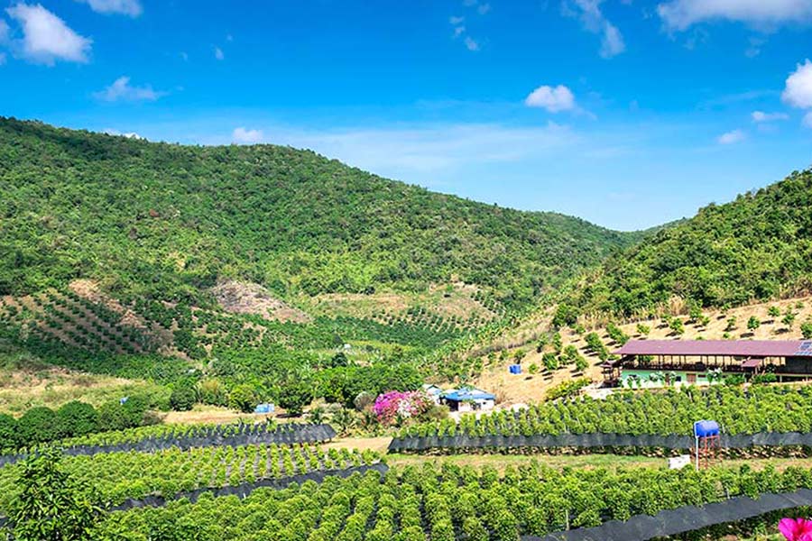 The panoramic view of Kampot Pepper Plantations