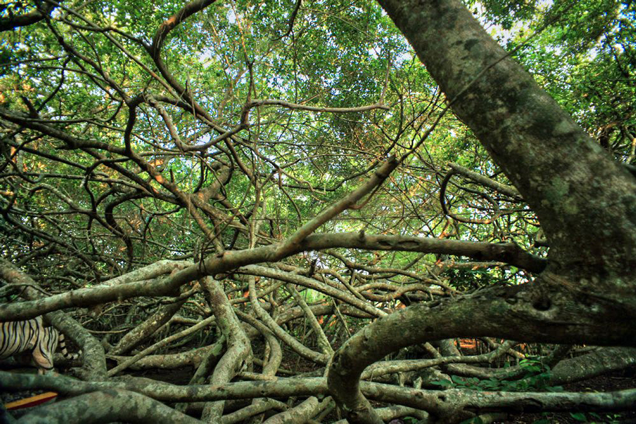 Each tree clings tightly to the soil, extending its roots upward and intertwining with each other, looking like a large net