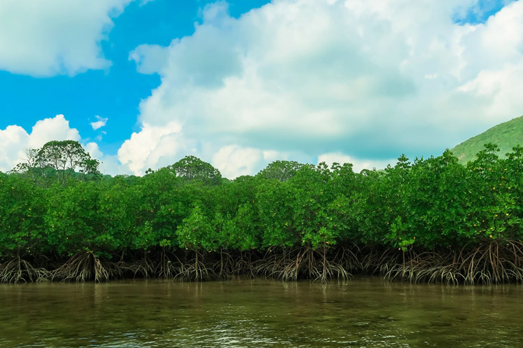 Saltwater mangrove forest at Con Dao National Park