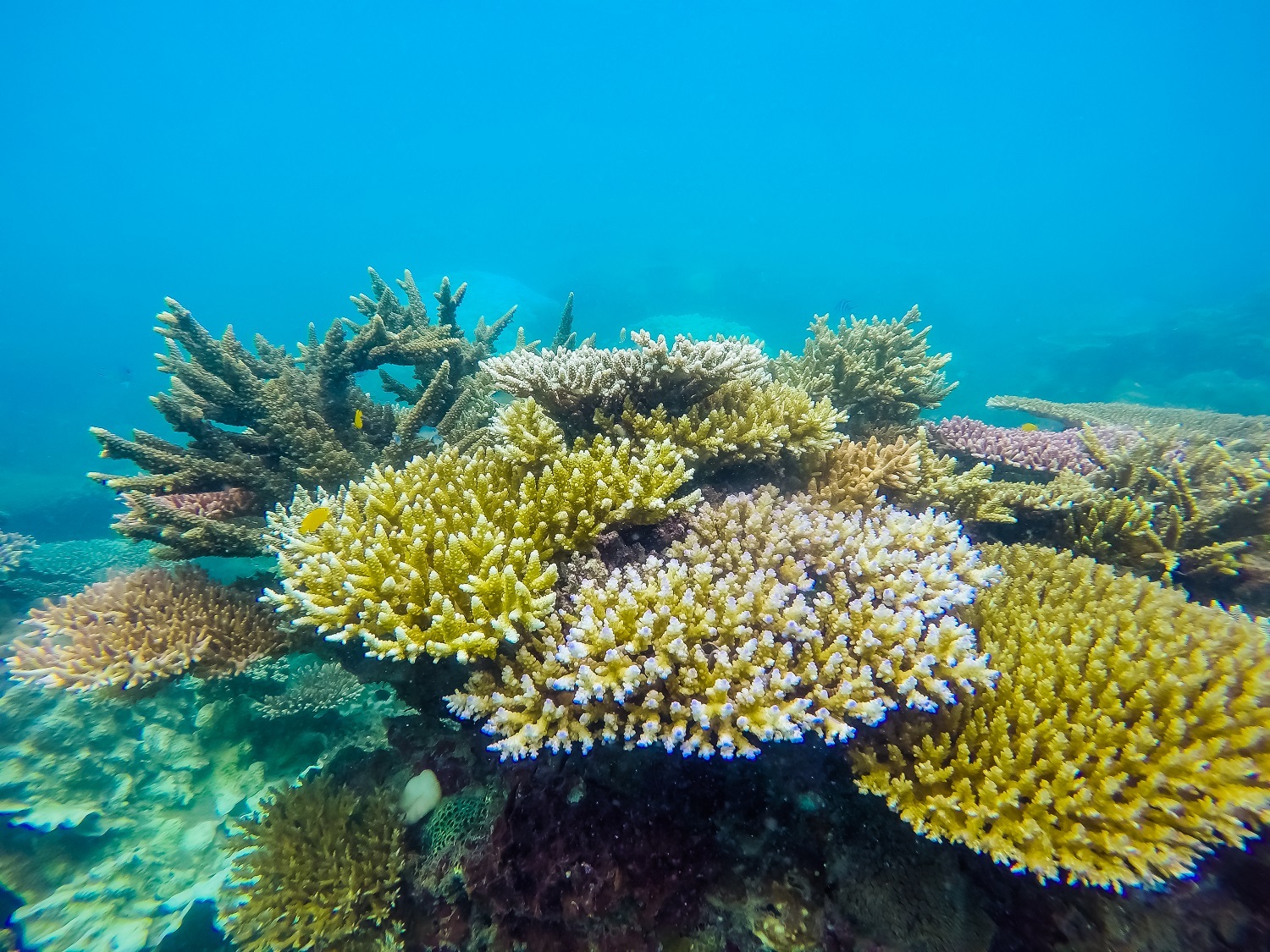 Colorful coral reefs in Hon Cau