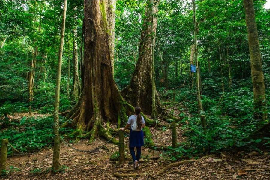 The tree is thousands of years old in Cuc Phuong National Park