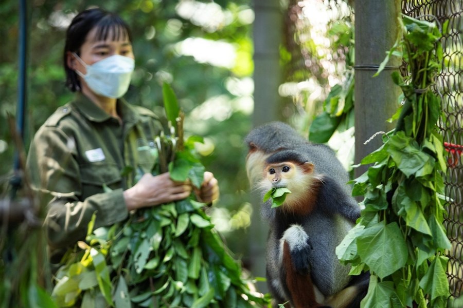 Monkeys in Cuc Phuong National Park