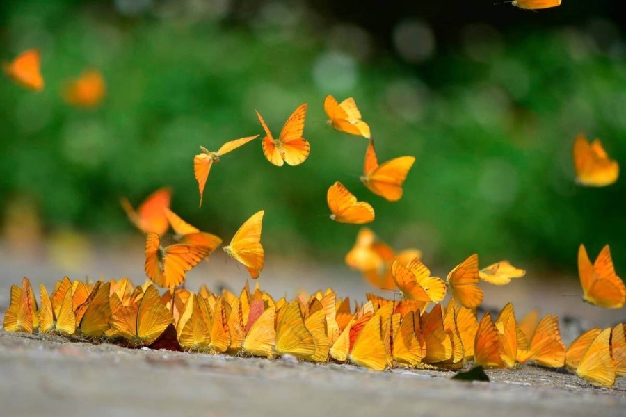 Colorful butterflies in Cuc Phuong National Park