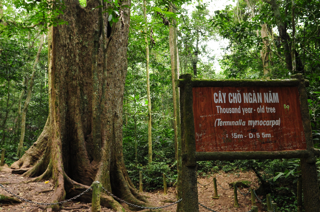 The tree is thousands of years old in Cuc Phuong National Park