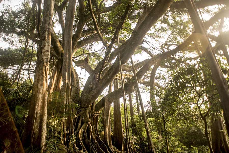 The Thousand-Year Banyan Tree is a significant natural landmark located on the Son Tra Peninsula