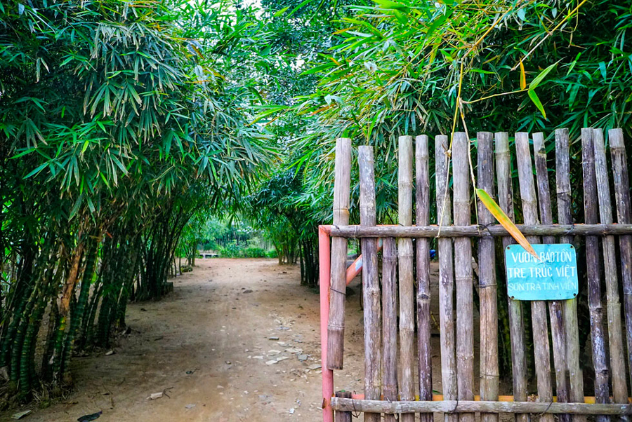 Sơn Trà Tịnh Viên là một khu bảo tồn tre nằm trong khu bảo tồn thiên nhiên Bán đảo Sơn Trà