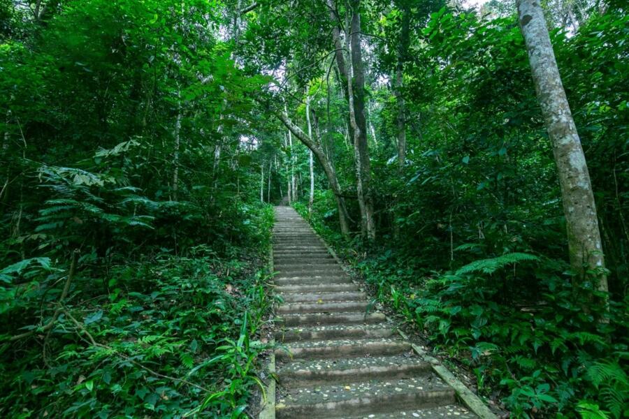 Discovering Tran Hung Dao Forest: A Historical Trip