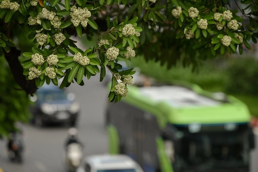 As autumn settles over Hanoi, the fragrance of milk flowers drifts through the air