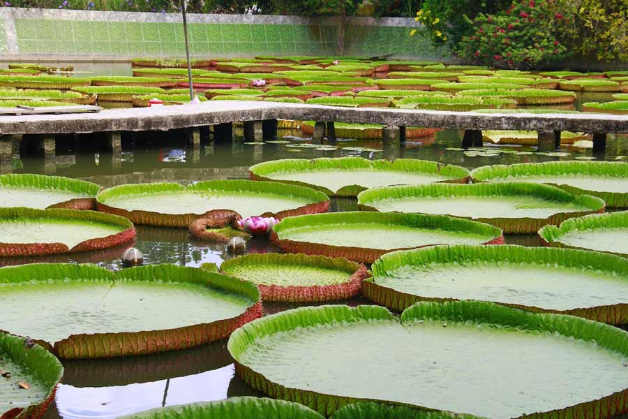Admiring giant lotus flowers can be a serene and beautiful experience