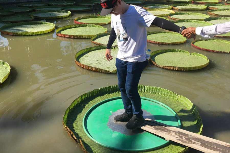 Experiencing the sensation of standing on lotus leaves can be a unique and memorable activity