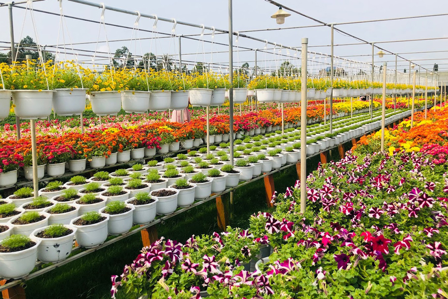 Sa Dec flower village has a long history, no one knows exactly what year it existed, but it was established from the early 20th century until now.