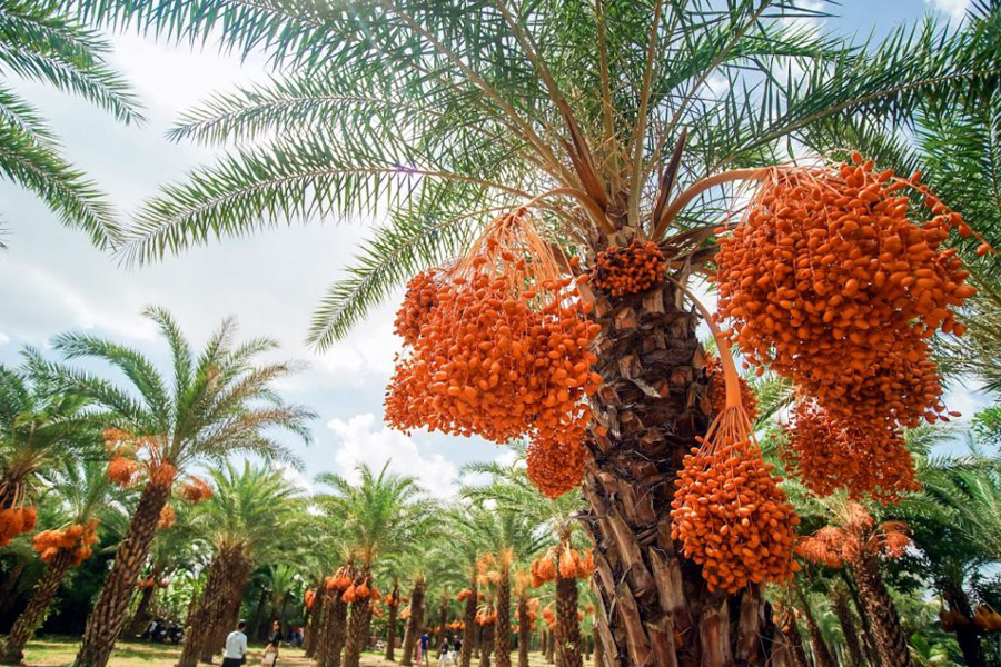 Date Palm Garden has an area of 400m2 with more than 100 trees that are over 10 years old and bear full fruit