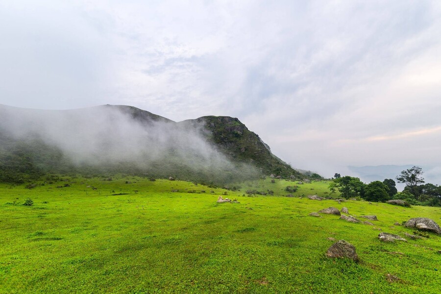 The fresh green of Dong Cao Plateau