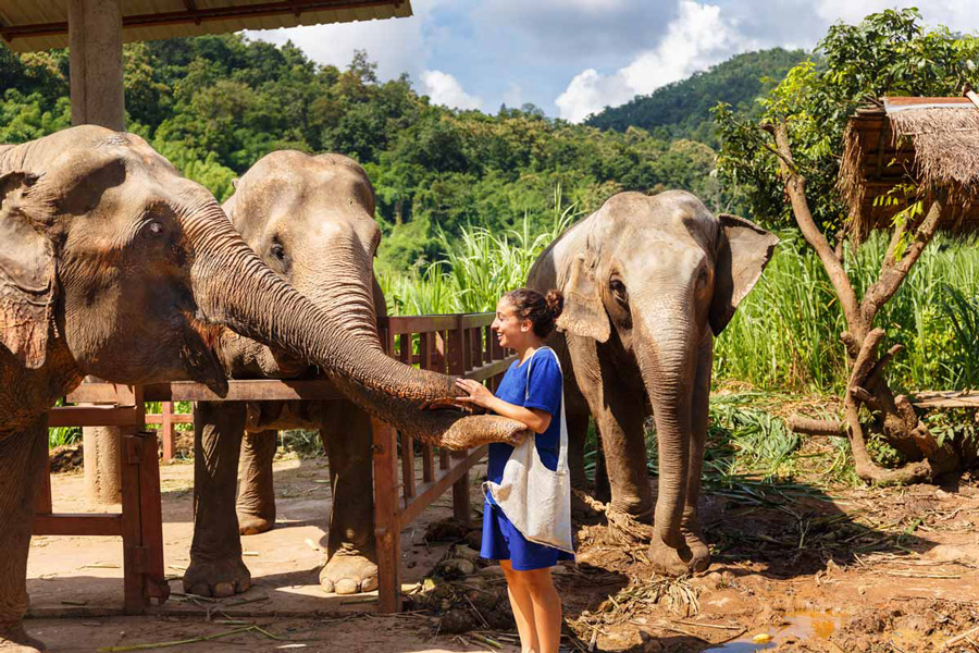 Elephant Jungle Sanctuary