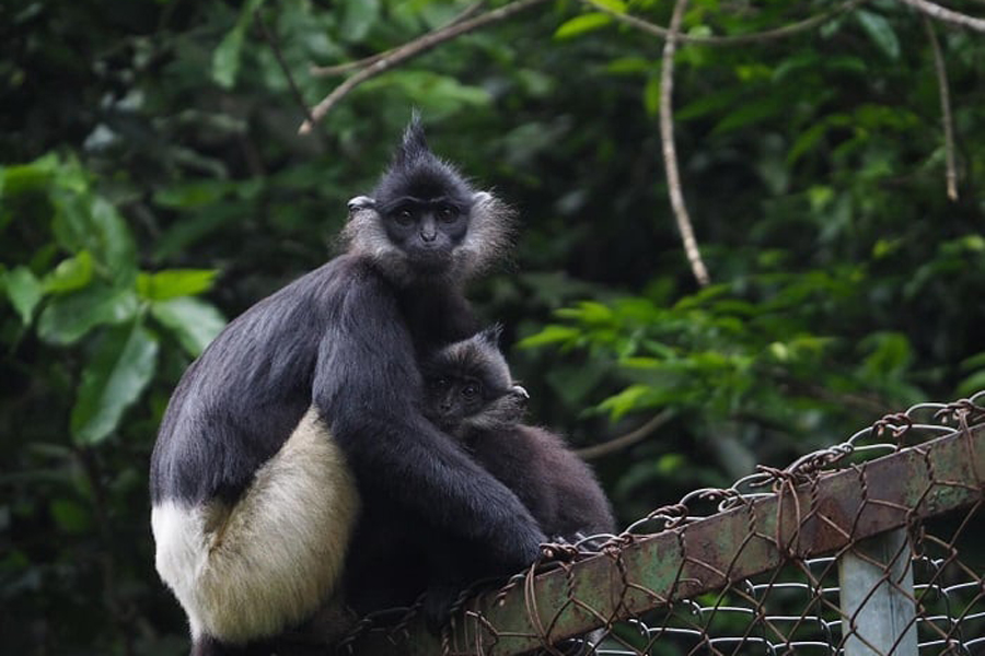 Endangered Primate Rescue Center