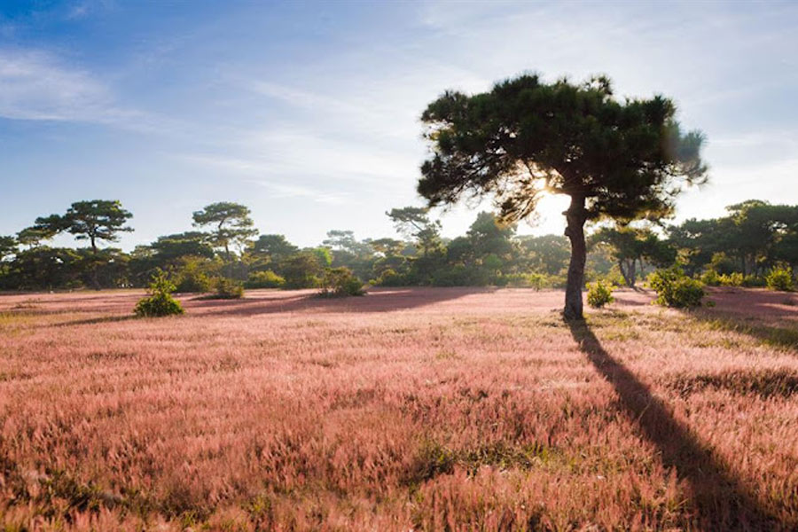 Pink Grass Hill