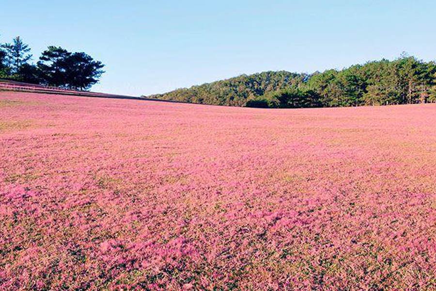 Best time to visit Pink Grass Hill