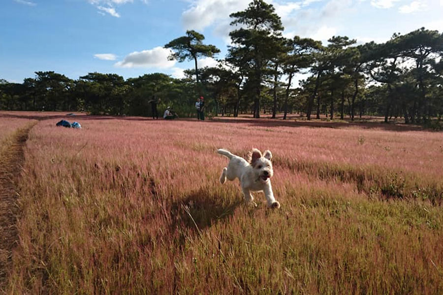 Pink Grass Hill