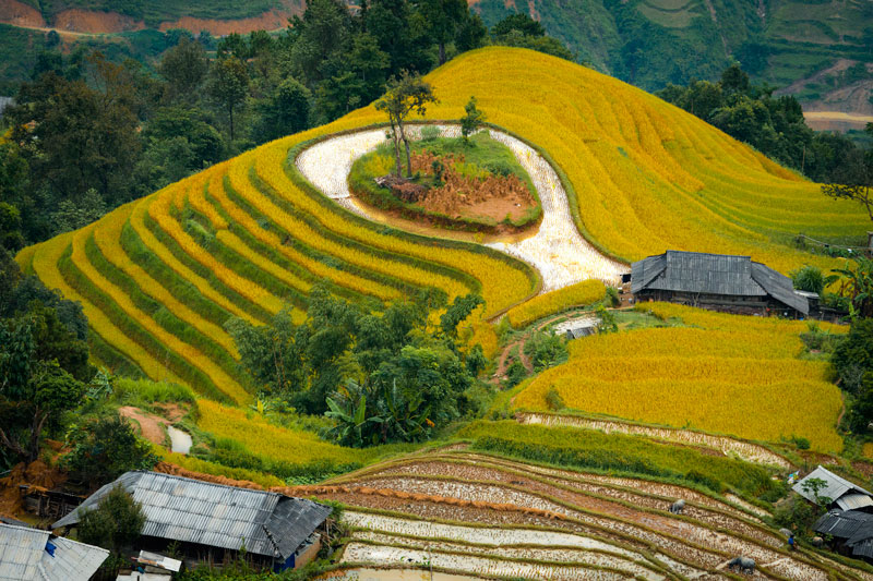 The breathtaking beauty of Hoang Su Phi terraced fields