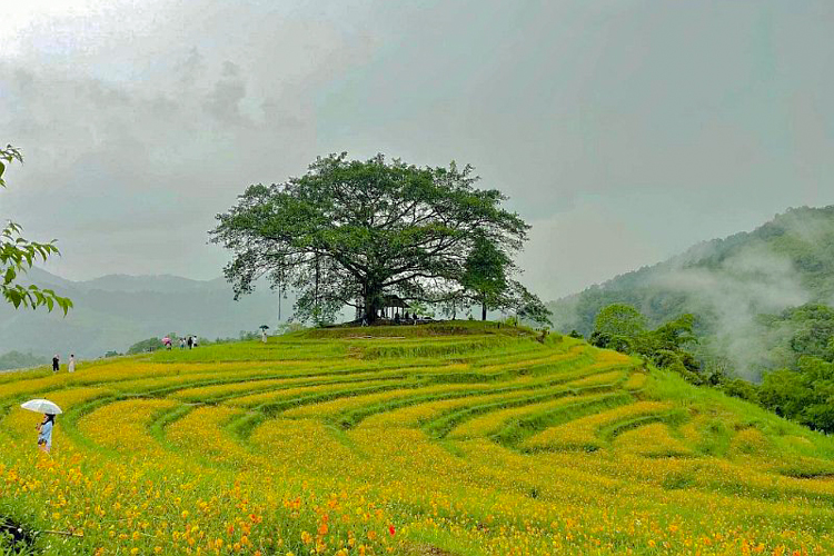 The poetic yellow color of Mung village's flower hill