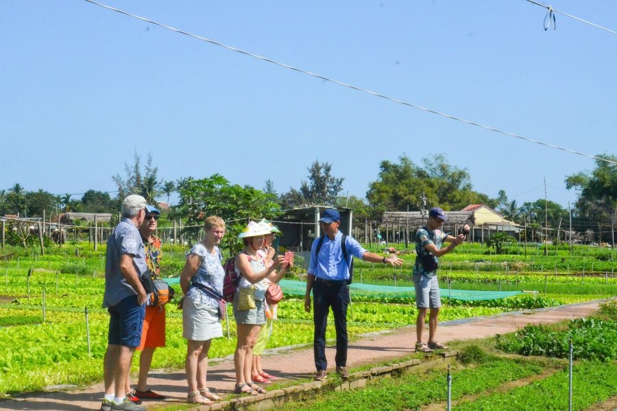 The fields are set up nicely in Tra Que Vegetable Village