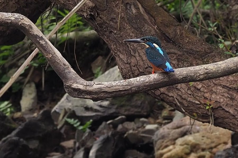 The Nam Et-Phou Louey National Protected Area located in Houaphanh province