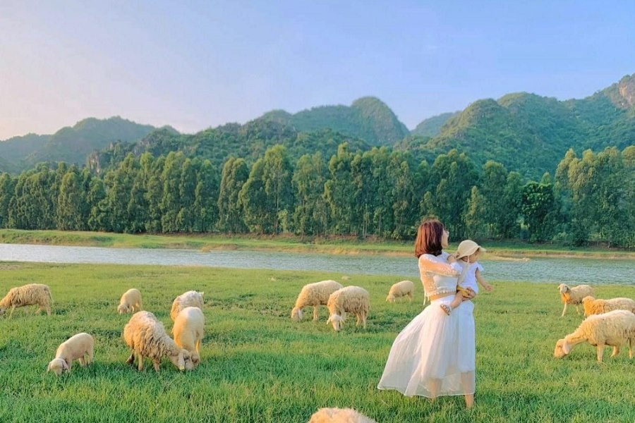 An Hoa Sheep Field in the morning 