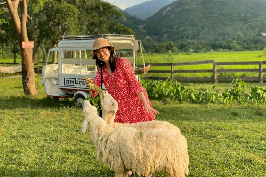An Hoa Sheep Field - Central Vietnam travel guide 