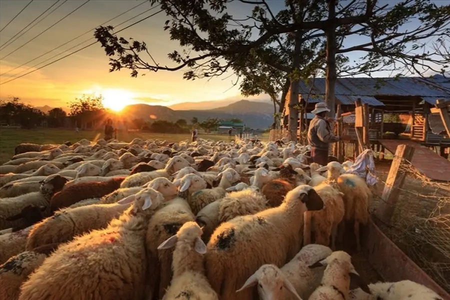 Explore the culture of local shepherds