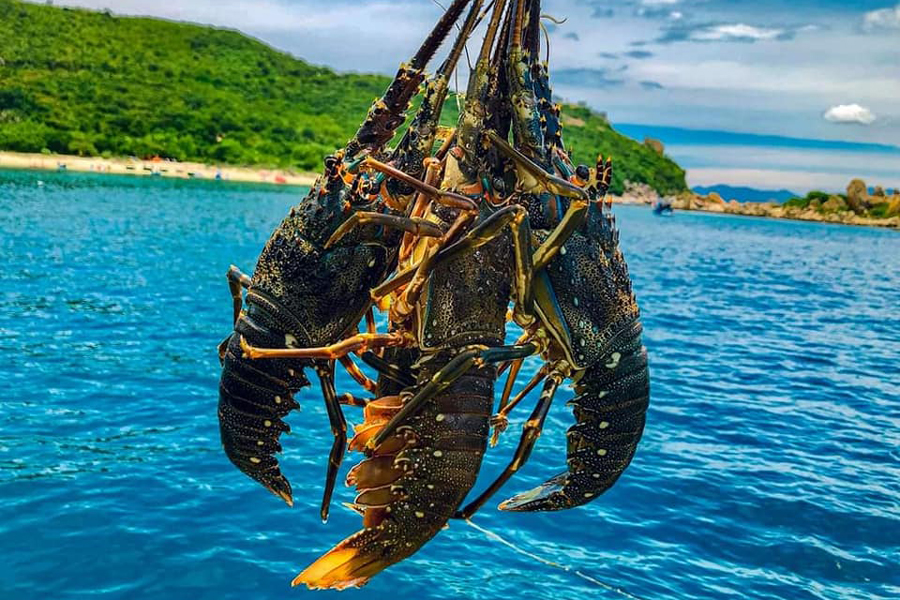  Cam Ranh, and specifically Binh Ba Island in Cam Ranh Bay, is renowned for its high-quality and delicious lobsters