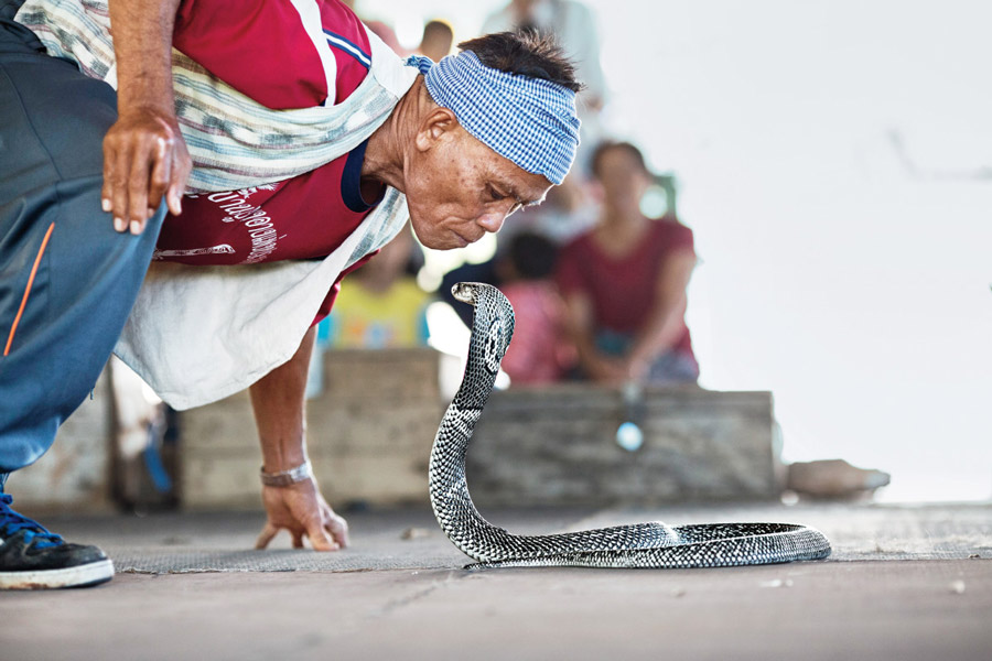 Thailand's Cobra Village and Its Snake Fighters