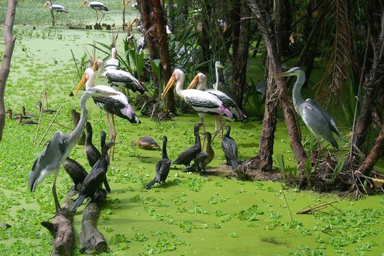 Ngoc Hien Bird Sanctuary is one of the largest bird gardens in our country