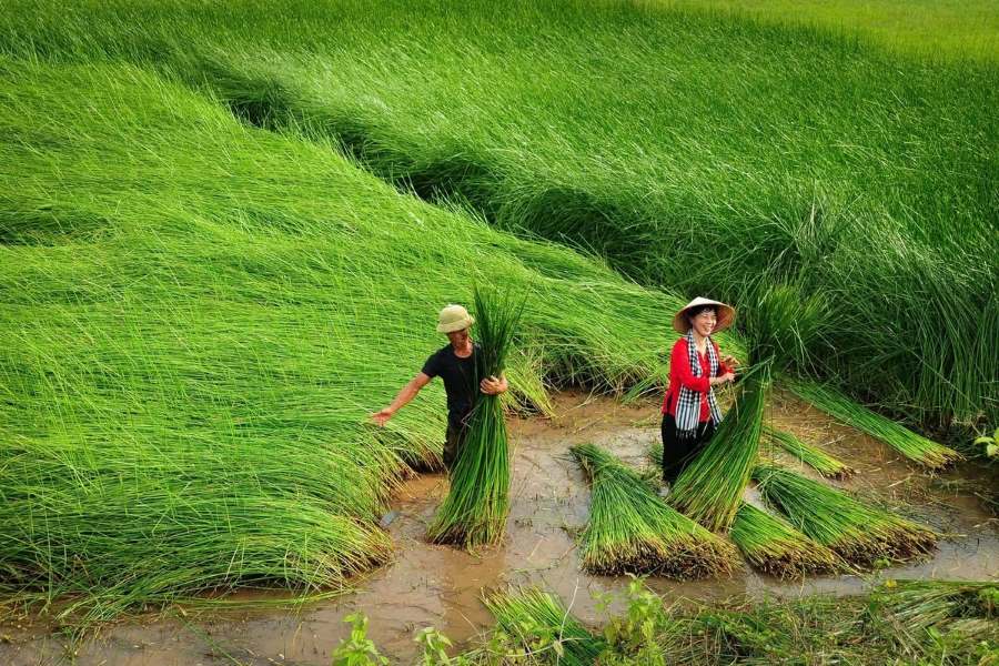 Kim Son Sedge Weaving Craft Village