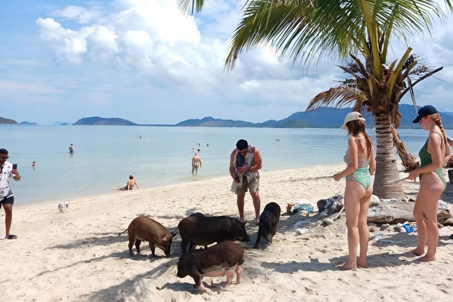 Koh Samui pig island