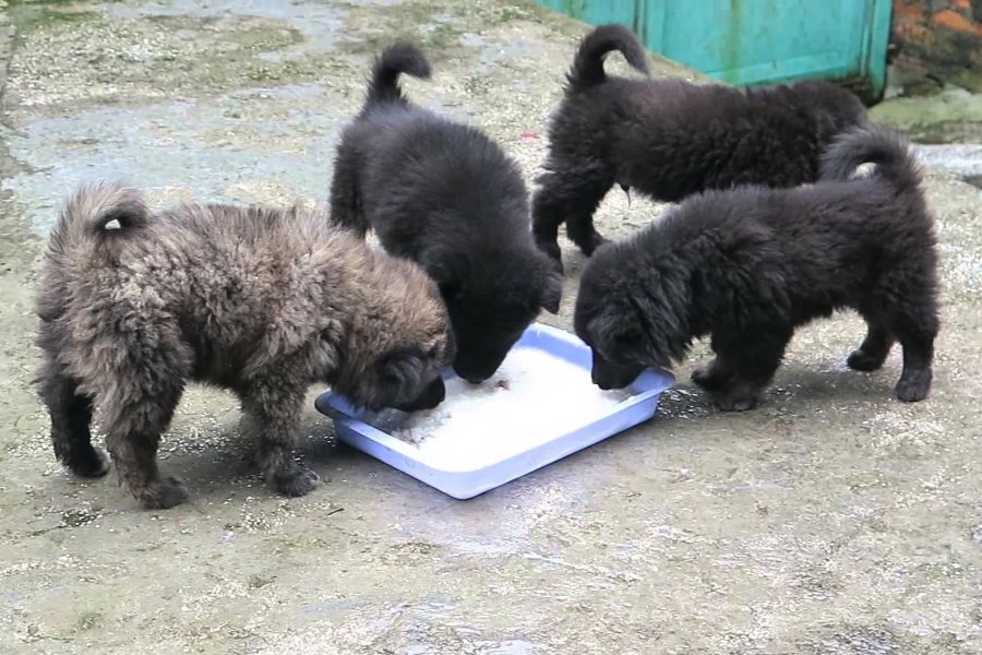 Fluffy Bac Ha Dogs are incredibly adorable