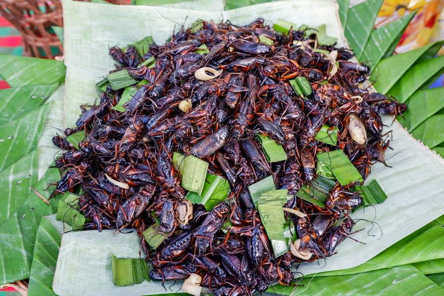 The Lao people can prepare dishes from a variety of insects