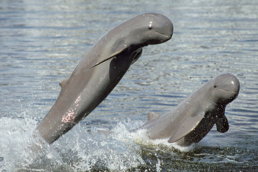  Irrawaddy dolphins are a unique and endangered species of freshwater dolphin found in various rivers and coastal areas in Southeast Asia and South Asia