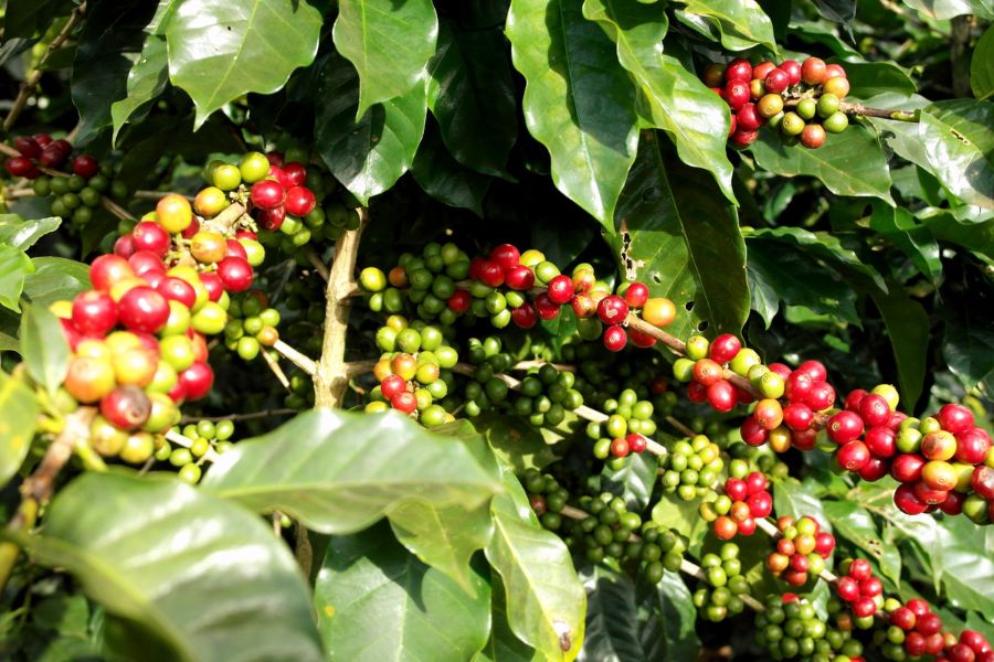  Image of coffee tree in Laos