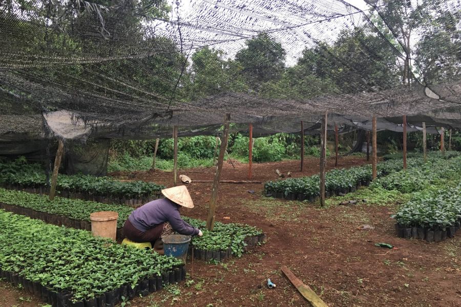 Coffee production in Laos