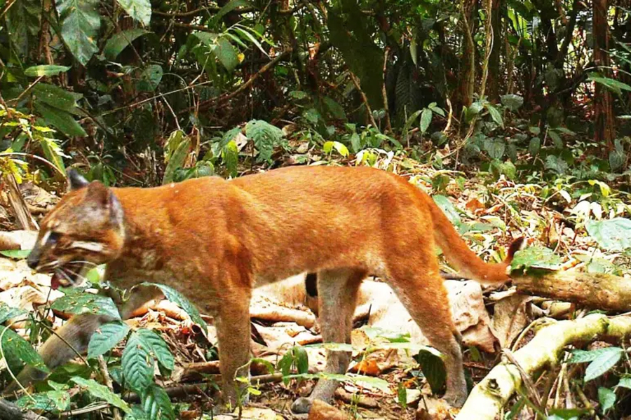 Nam Ha National Protected Area stands as a remarkable biodiversity hotspot in northwestern Laos, showcasing an extraordinary array of plant and animal species within its boundaries