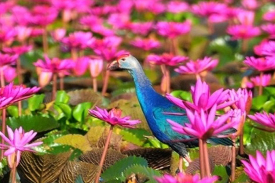 Thale Noi Lotus Lake