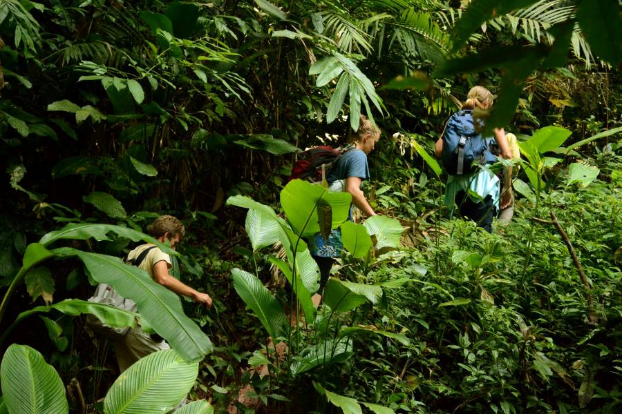 An important factor in attracting tourists to Luang Namtha is the Nam Ha National Reserve