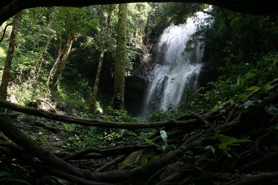 The Engage tree - Luu Ly Waterfall 