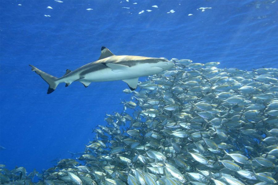 Diving destination at Lankayan Island